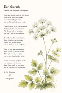 illustration und Gedicht: Giersch, Kraut und Blüte