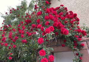 Foto Rosenstrauch an Hauswand